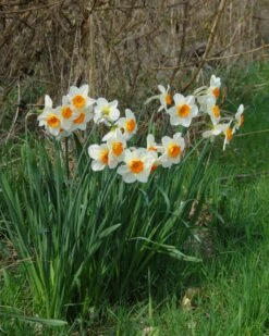Narcissus 'Barrett Browning' 23 Narcissus 'Barrett Browning' -Beauty Flowers Shop narcissus barrett browning 2
