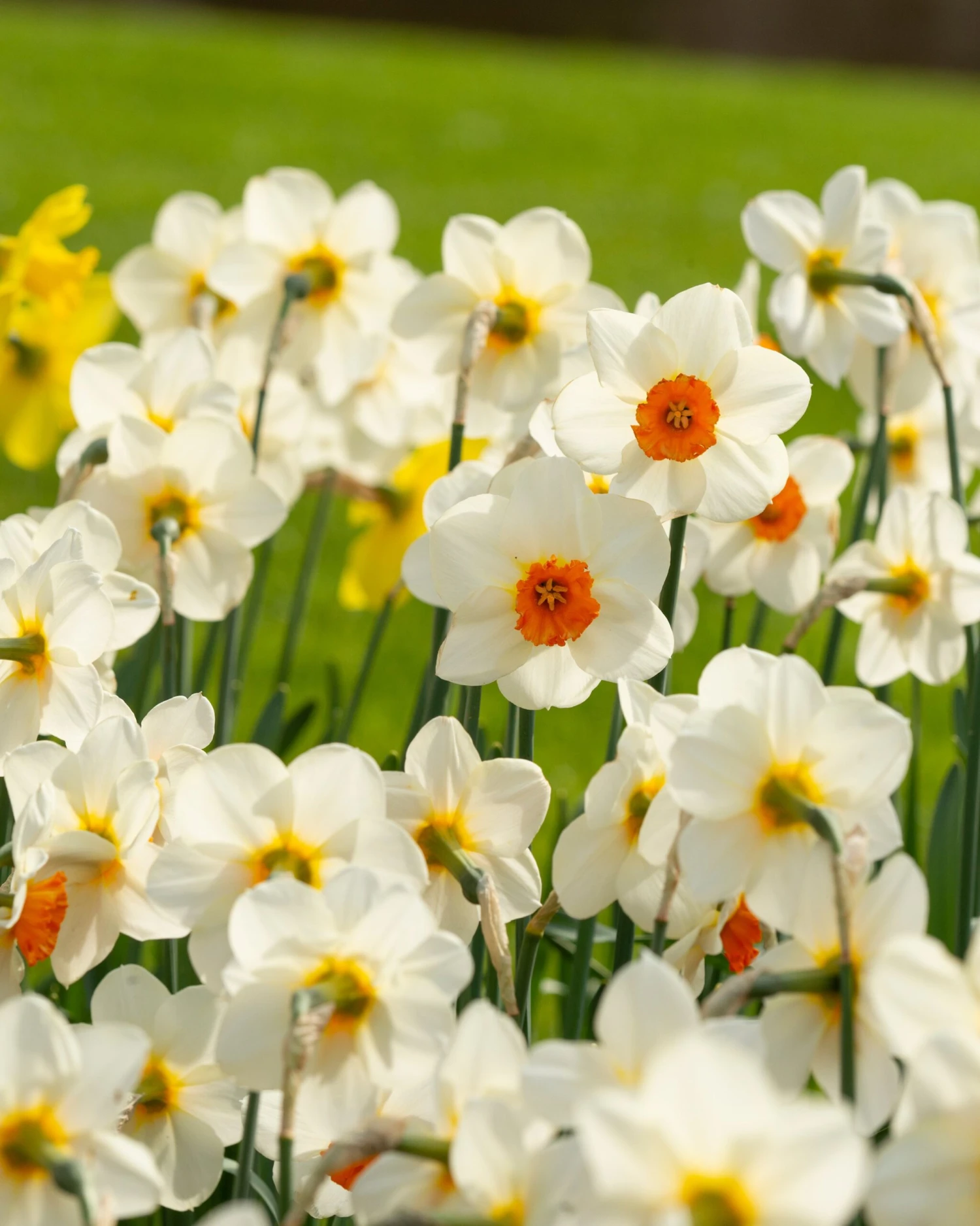 Narcissus 'Barrett Browning' 5 Narcissus 'Barrett Browning' - Image 3