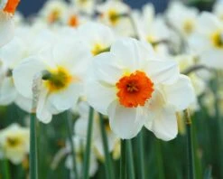 Narcissus 'Barrett Browning' 24 Narcissus 'Barrett Browning' -Beauty Flowers Shop narcissus barrett browning 6