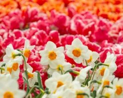 Narcissus 'Barrett Browning' 21 Narcissus 'Barrett Browning' -Beauty Flowers Shop narcissus barrett browning 7