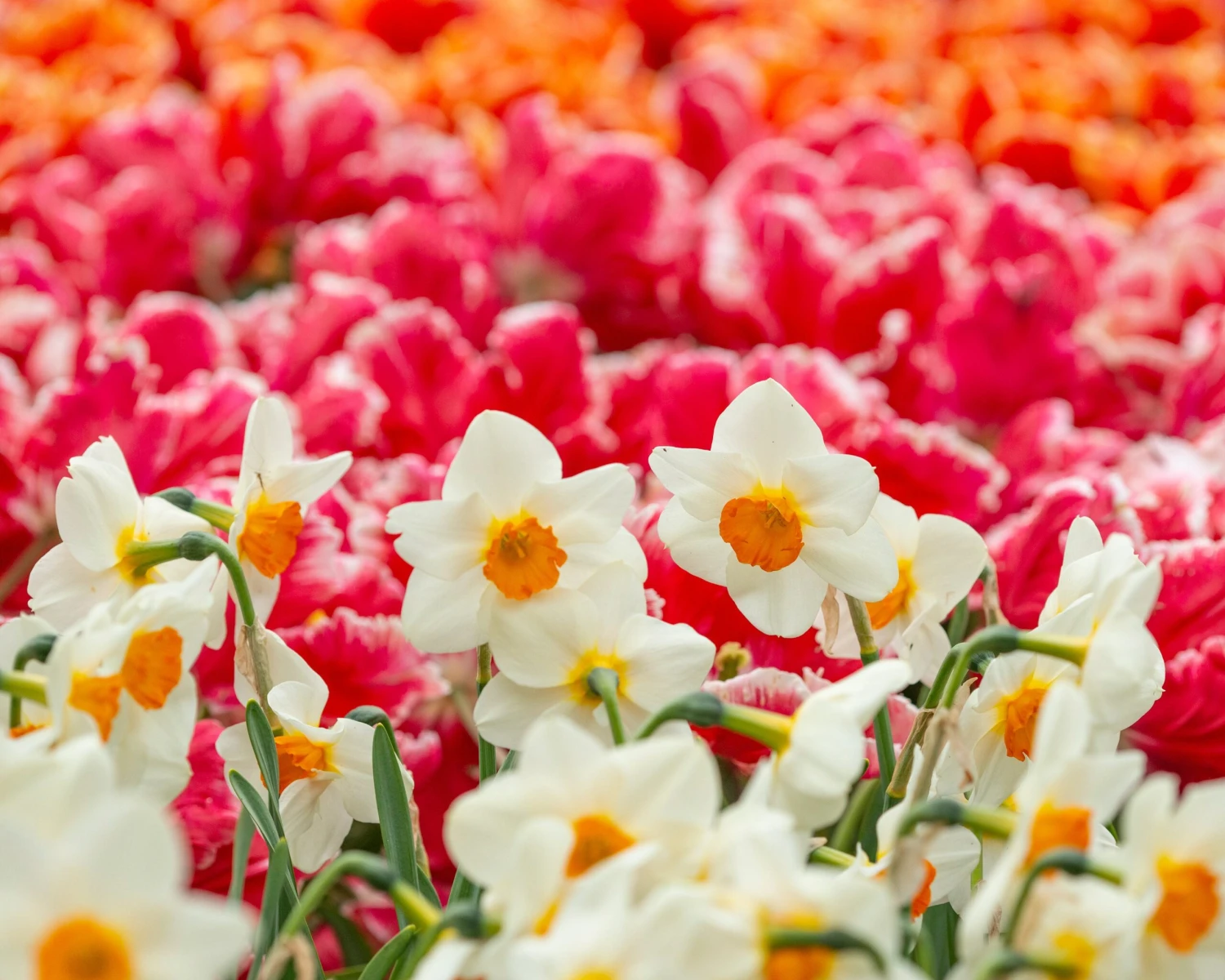 Narcissus 'Barrett Browning' 8 Narcissus 'Barrett Browning' - Image 6