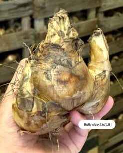 Narcissus 'Barrett Browning' 19 Narcissus 'Barrett Browning' -Beauty Flowers Shop narcissus barrett browning size