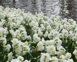 Narcissus 'Bridal Crown' 13 Narcissus 'Bridal Crown' -Beauty Flowers Shop narcissus bridal crown 1