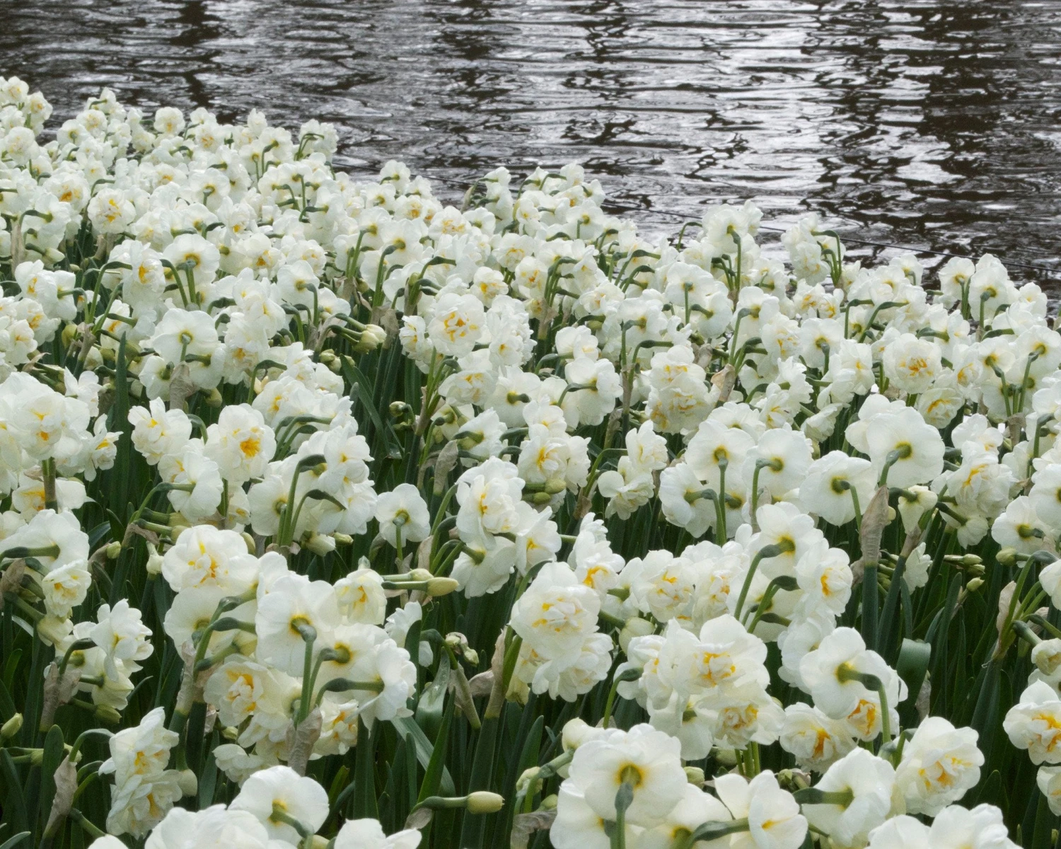Narcissus 'Bridal Crown' 5 Narcissus 'Bridal Crown' - Image 3