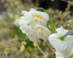 Narcissus 'Bridal Crown' 14 Narcissus 'Bridal Crown' -Beauty Flowers Shop narcissus bridal crown 2