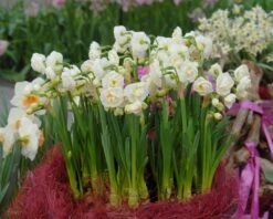 Narcissus 'Bridal Crown' 15 Narcissus 'Bridal Crown' -Beauty Flowers Shop narcissus bridal crown 3