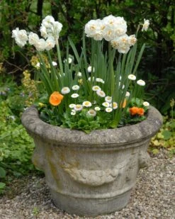Narcissus 'Bridal Crown' 17 Narcissus 'Bridal Crown' -Beauty Flowers Shop narcissus bridal crown 4