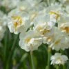 Narcissus 'Bridal Crown' 2 Narcissus 'Bridal Crown' -Beauty Flowers Shop narcissus bridal crown 5