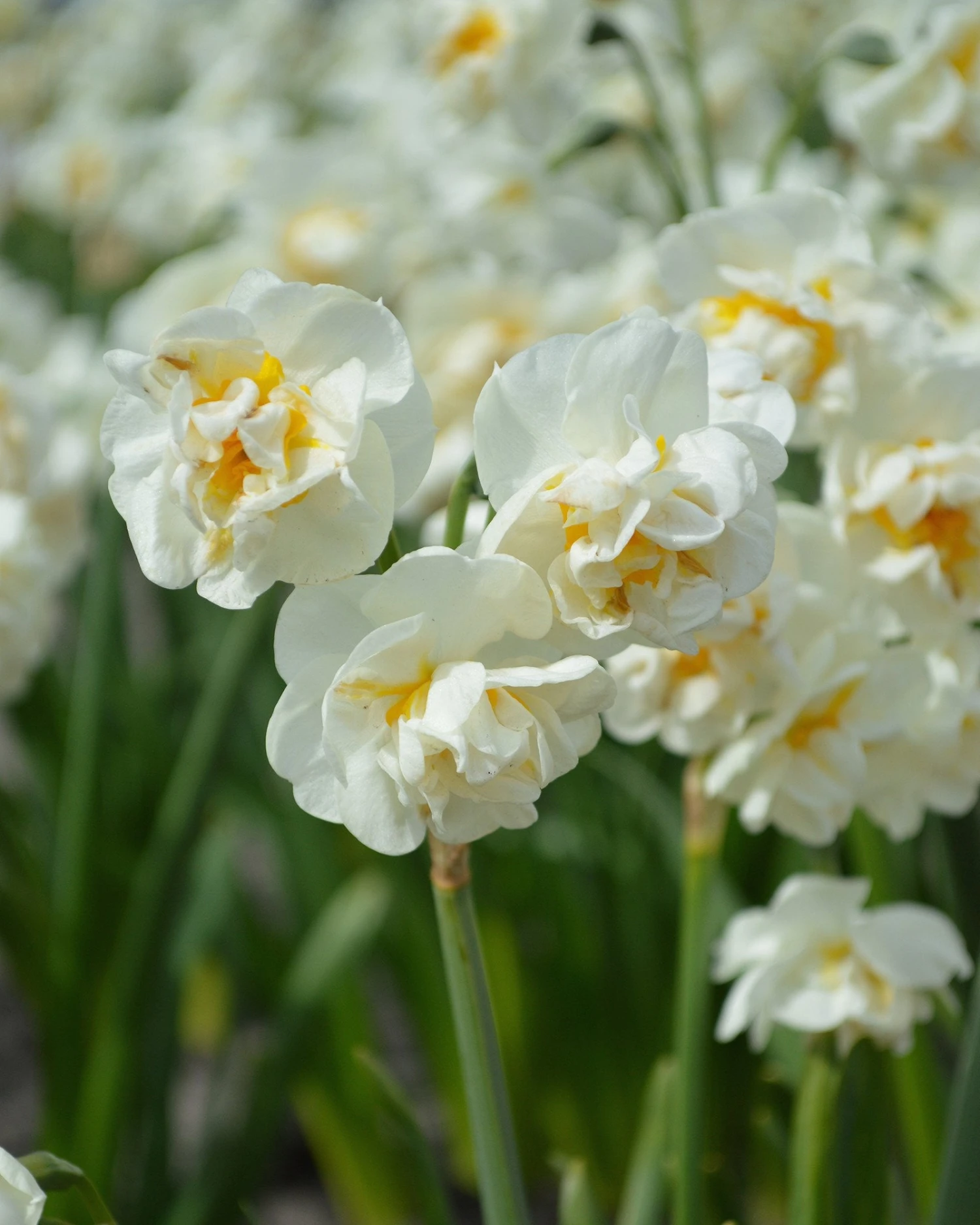 Narcissus 'Bridal Crown' 3 Narcissus 'Bridal Crown'