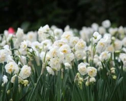 Narcissus 'Bridal Crown' 18 Narcissus 'Bridal Crown' -Beauty Flowers Shop narcissus bridal crown 6