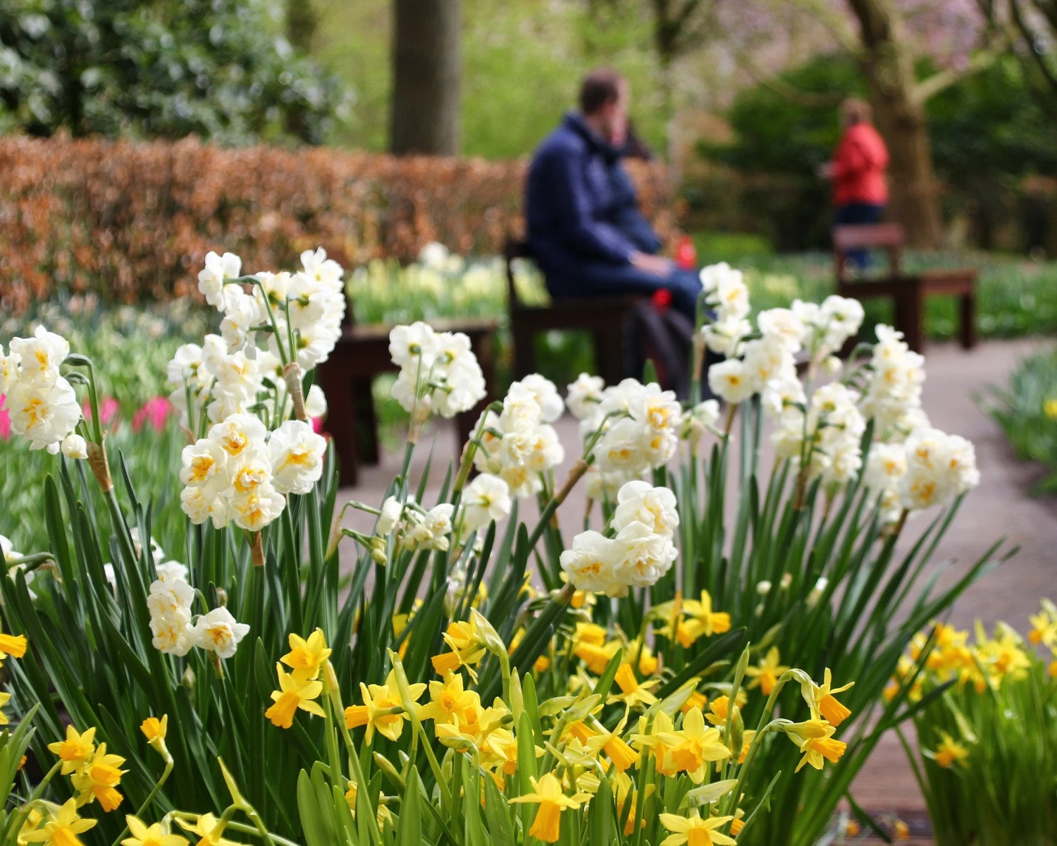 Narcissus 'Bridal Crown' 4 Narcissus 'Bridal Crown' - Image 2