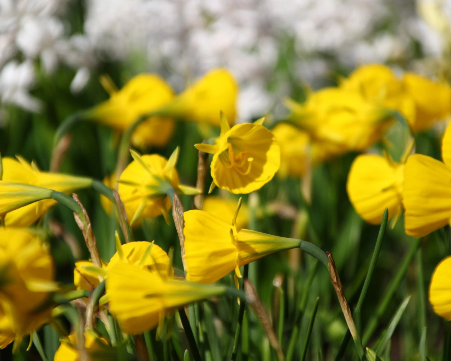 Narcissus 'Golden Bells' 8 Narcissus 'Golden Bells' - Image 6