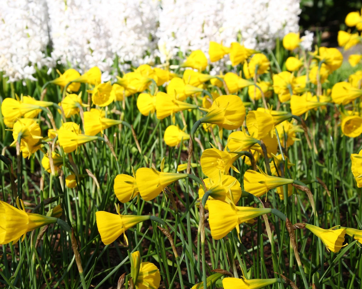 Narcissus 'Golden Bells' 9 Narcissus 'Golden Bells' - Image 7
