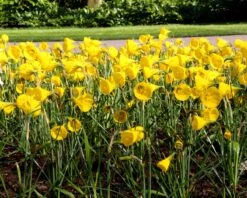 Narcissus 'Golden Bells' 21 Narcissus 'Golden Bells' -Beauty Flowers Shop narcissus bulbocodium 4
