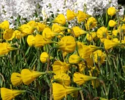 Narcissus 'Golden Bells' 22 Narcissus 'Golden Bells' -Beauty Flowers Shop narcissus bulbocodium 7