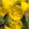 Narcissus 'Golden Bells' 1 Narcissus 'Golden Bells' -Beauty Flowers Shop narcissus bulbocodium 8