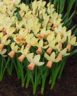 Narcissus 'Carice' 10 Narcissus 'Carice' -Beauty Flowers Shop narcissus carice 3