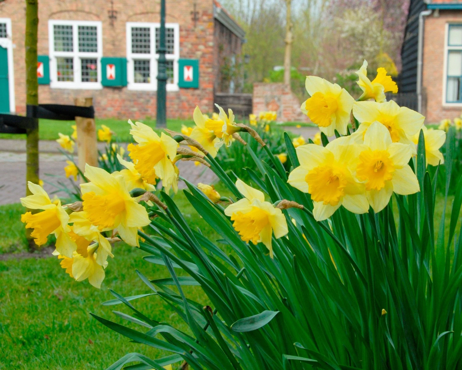 Narcissus 'Carlton' 4 Narcissus 'Carlton' - Image 2