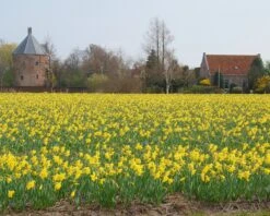 Narcissus 'Carlton' 8 Narcissus 'Carlton' -Beauty Flowers Shop narcissus carlton 3 e2dad804 fa05 4c32 b99d 392c50f9061a