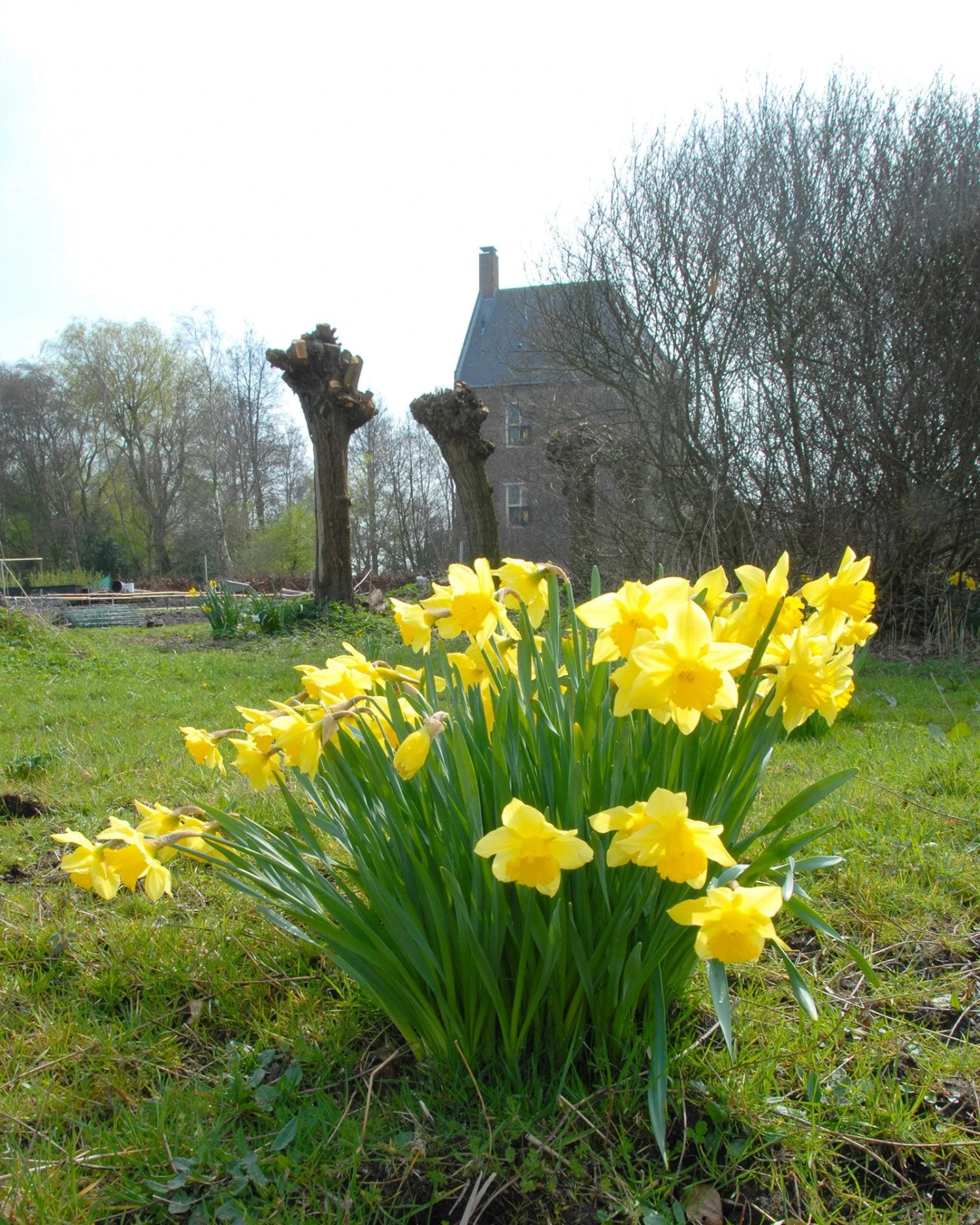 Narcissus 'Carlton' 6 Narcissus 'Carlton' - Image 4