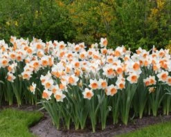 Narcissus 'Chromacolor' 12 Narcissus 'Chromacolor' -Beauty Flowers Shop narcissus chromacolor 3