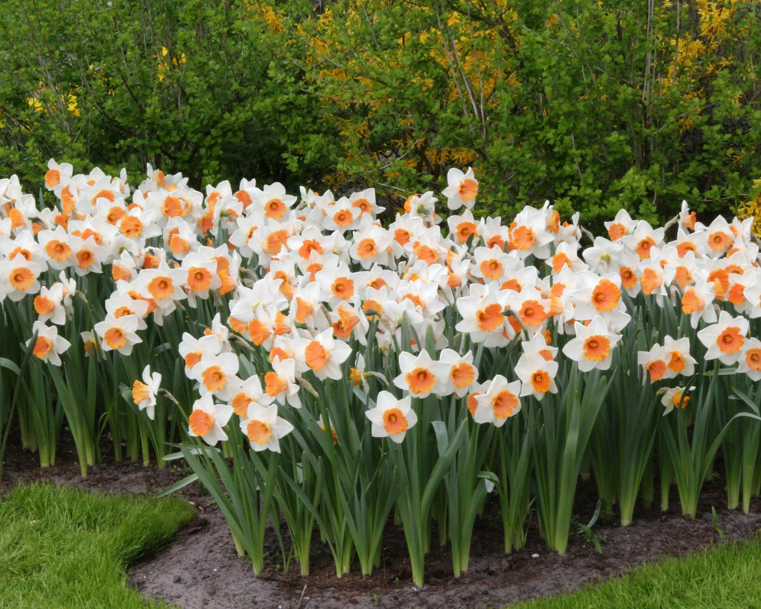 Narcissus 'Chromacolor' 6 Narcissus 'Chromacolor' - Image 4