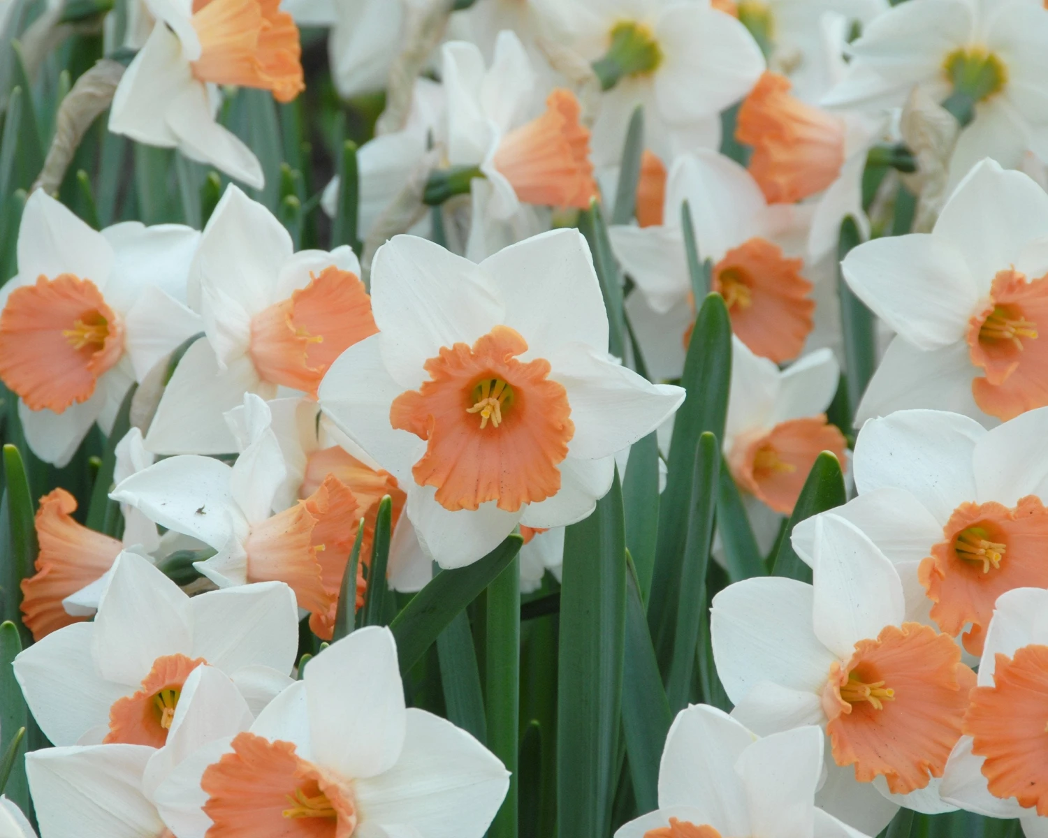 Narcissus 'Chromacolor' 4 Narcissus 'Chromacolor' - Image 2