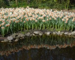Narcissus 'Chromacolor' 14 Narcissus 'Chromacolor' -Beauty Flowers Shop narcissus chromacolor 5