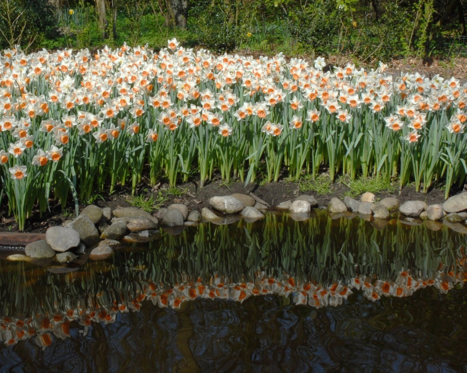 Narcissus 'Chromacolor' 8 Narcissus 'Chromacolor' - Image 6