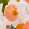 Narcissus 'Chromacolor' 1 Narcissus 'Chromacolor' -Beauty Flowers Shop narcissus chromacolor 7