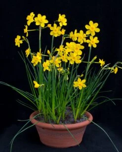 Narcissus Cordubensis -Beauty Flowers Shop narcissus cordubensis 3