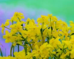 Narcissus Cordubensis -Beauty Flowers Shop narcissus cordubensis 4