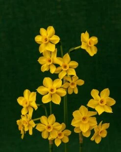 Narcissus Cordubensis -Beauty Flowers Shop narcissus cordubensis 5
