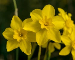 Narcissus Cordubensis -Beauty Flowers Shop narcissus cordubensis 6