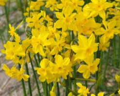 Narcissus Cordubensis -Beauty Flowers Shop narcissus cordubensis 7