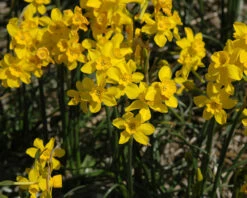 Narcissus Cordubensis -Beauty Flowers Shop narcissus cordubensis 8