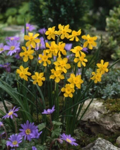 Narcissus Cordubensis -Beauty Flowers Shop narcissus cordubensis 9
