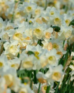 Narcissus 'Cosmopolitan' 11 Narcissus 'Cosmopolitan' -Beauty Flowers Shop narcissus cosmopolitan 2