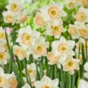 Narcissus 'Cosmopolitan' 2 Narcissus 'Cosmopolitan' -Beauty Flowers Shop narcissus cosmopolitan 3