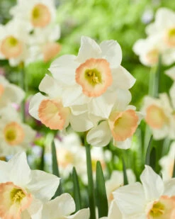 Narcissus 'Cosmopolitan' 10 Narcissus 'Cosmopolitan' -Beauty Flowers Shop narcissus cosmopolitan 4