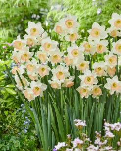 Narcissus 'Cosmopolitan' 13 Narcissus 'Cosmopolitan' -Beauty Flowers Shop narcissus cosmopolitan 6