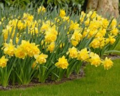 Narcissus 'Dick Wilden' 13 Narcissus 'Dick Wilden' -Beauty Flowers Shop narcissus dick wilden 1