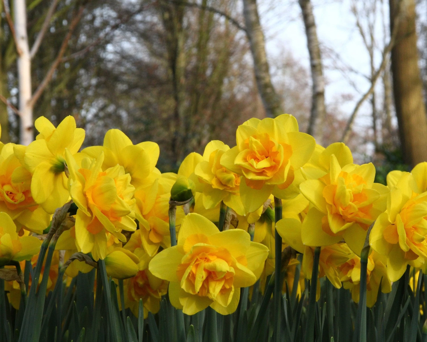 Narcissus 'Dick Wilden' 4 Narcissus 'Dick Wilden' - Image 2
