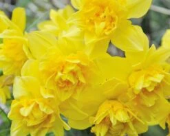 Narcissus 'Dick Wilden' 19 Narcissus 'Dick Wilden' -Beauty Flowers Shop narcissus dick wilden 2