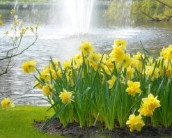 Narcissus 'Dick Wilden' 18 Narcissus 'Dick Wilden' -Beauty Flowers Shop narcissus dick wilden 3