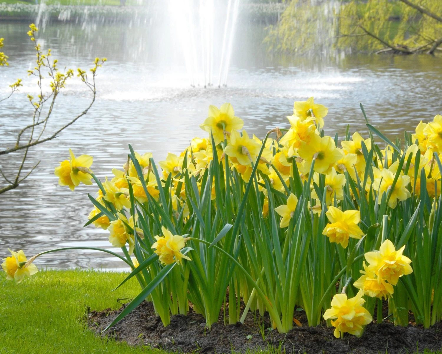 Narcissus 'Dick Wilden' 10 Narcissus 'Dick Wilden' - Image 8