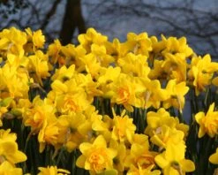 Narcissus 'Dick Wilden' 16 Narcissus 'Dick Wilden' -Beauty Flowers Shop narcissus dick wilden 3 f6b38cef 6c4f 4cd7 94be e8e357cd231b