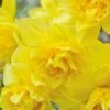 Narcissus 'Dick Wilden' 1 Narcissus 'Dick Wilden' -Beauty Flowers Shop narcissus dick wilden 4