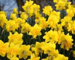 Narcissus 'Dick Wilden' 14 Narcissus 'Dick Wilden' -Beauty Flowers Shop narcissus dick wilden 4 999aed7c 4b48 46c0 a02c a58669a3e35b