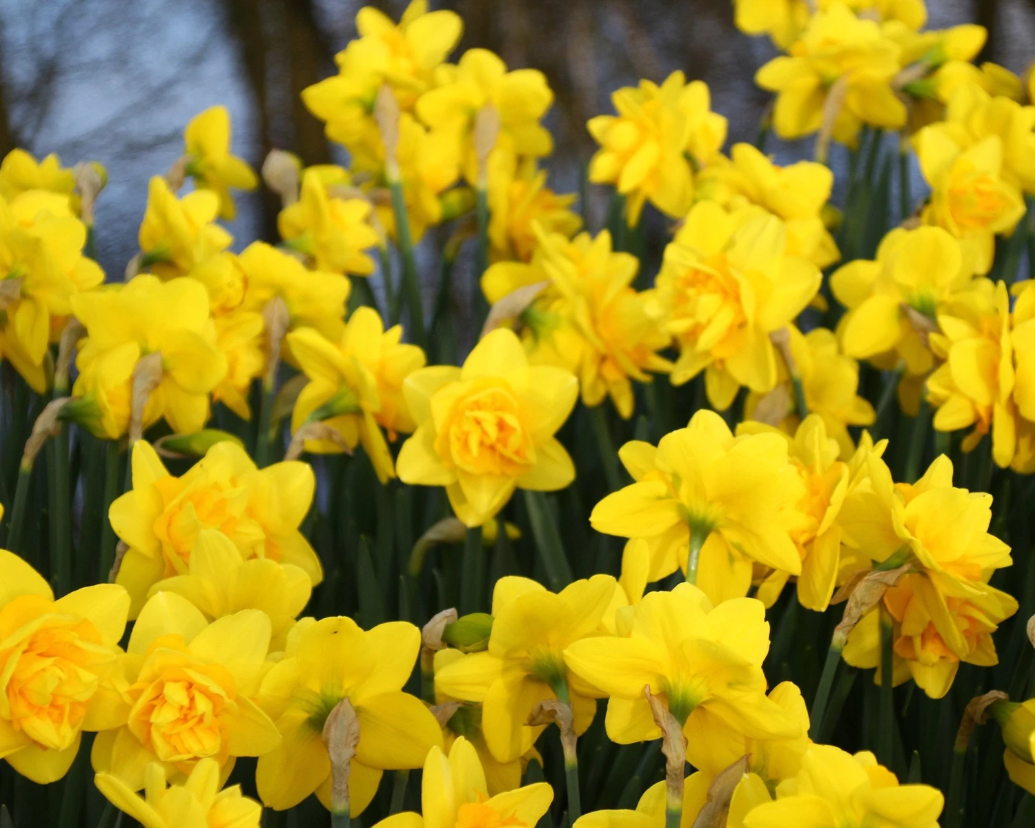 Narcissus 'Dick Wilden' 6 Narcissus 'Dick Wilden' - Image 4